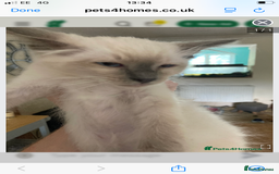 Ragdoll cats for sale: Ragamise  - Image 2