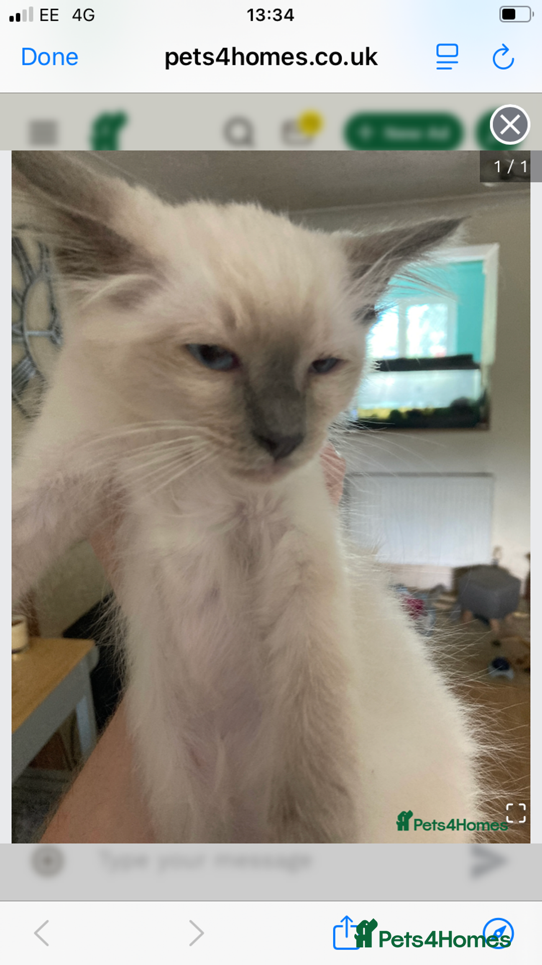 Ragdoll cats for sale: Ragamise  - Image 2