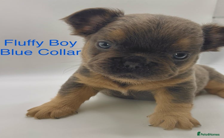 French Bulldog dogs - Advert 7