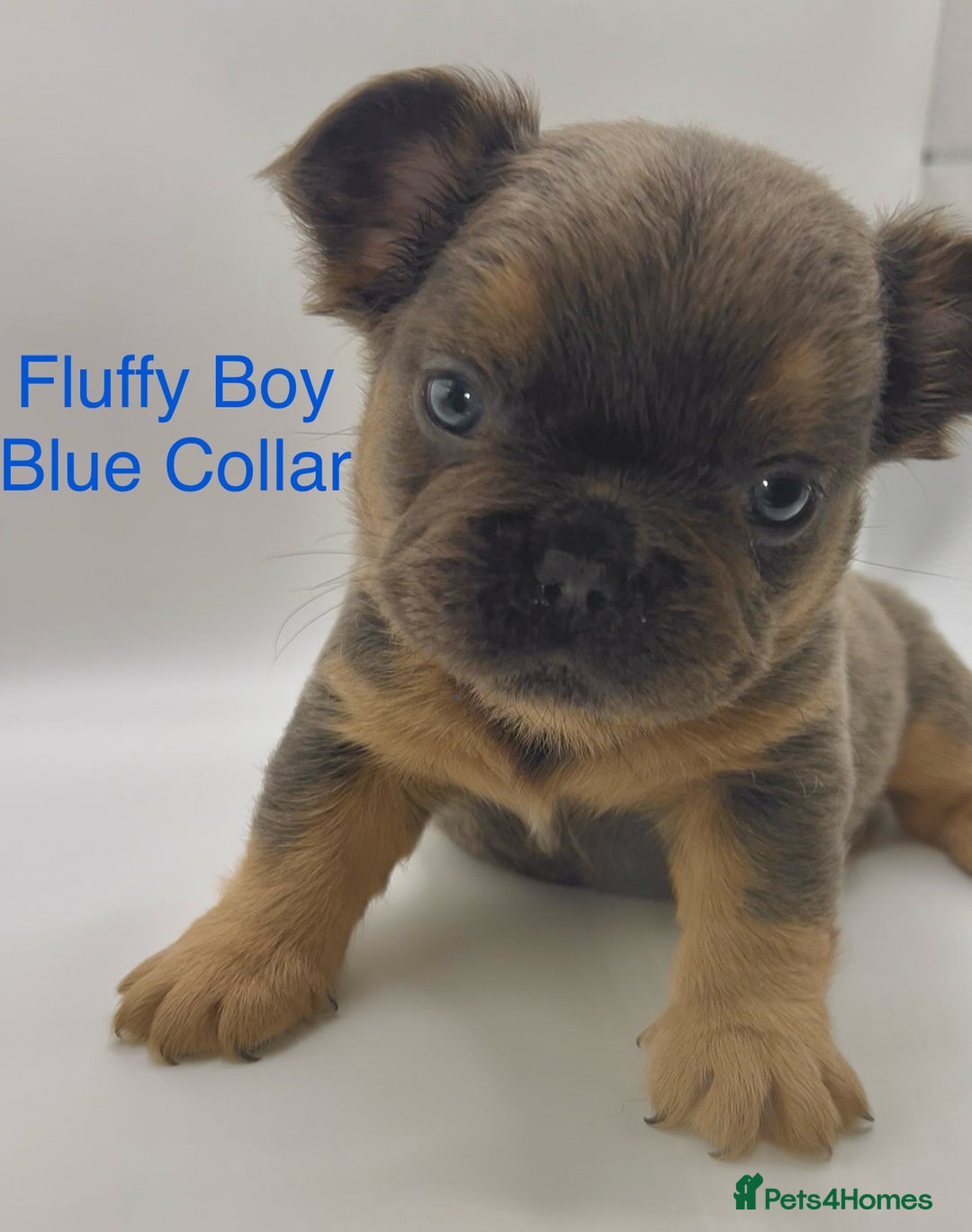 French Bulldog dogs for sale: 🏆KC Reg Blue French Bulldog Puppies – Fluffy - Image 1
