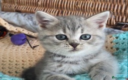 British Shorthair cats for sale: (READY NOW)EXCEPTIONAL PURE BREED BSH - Image 4