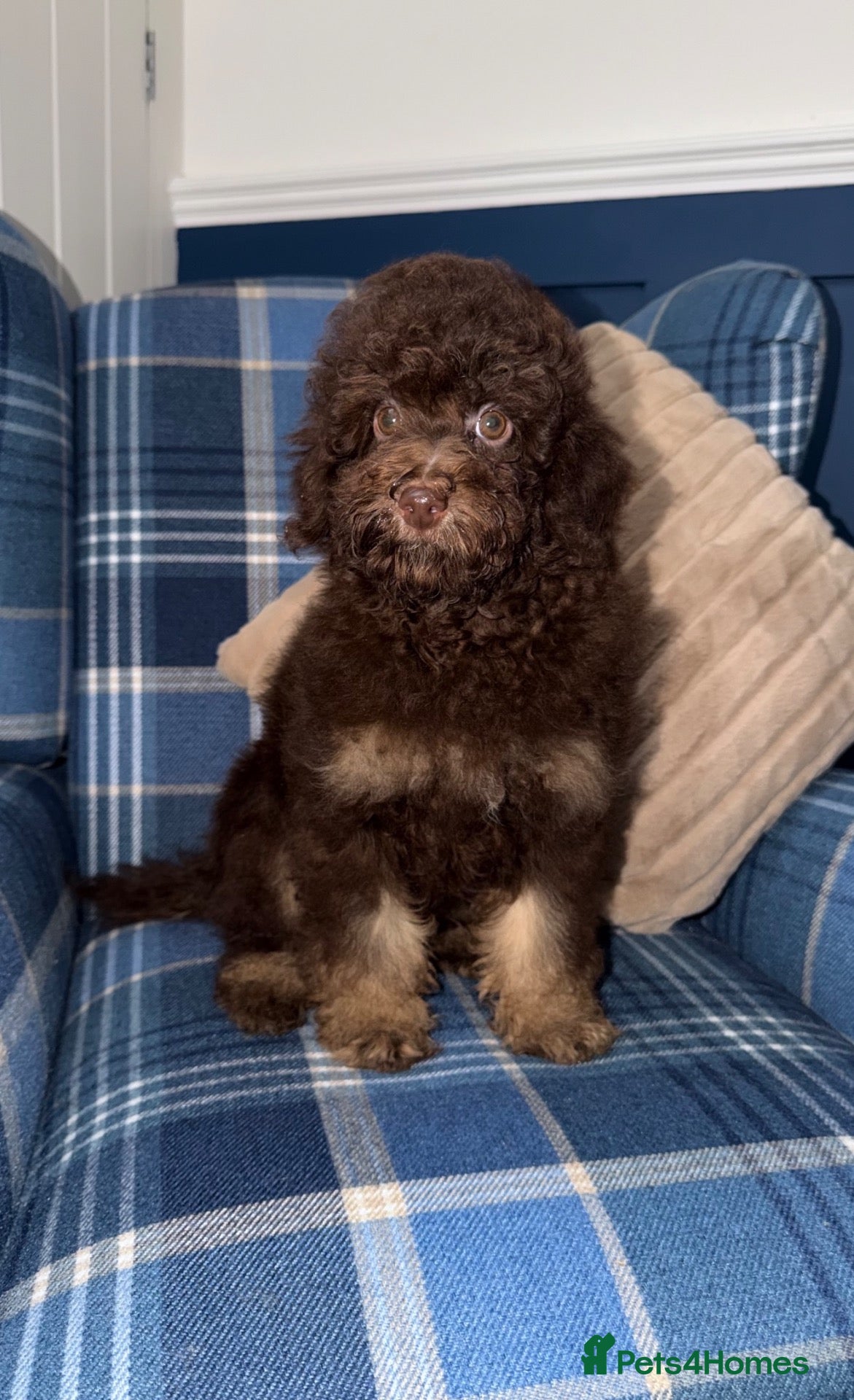 Miniature Poodle dogs for sale: 💙 Stunning Chocolate Phantom Boy 💙 - Advert 1