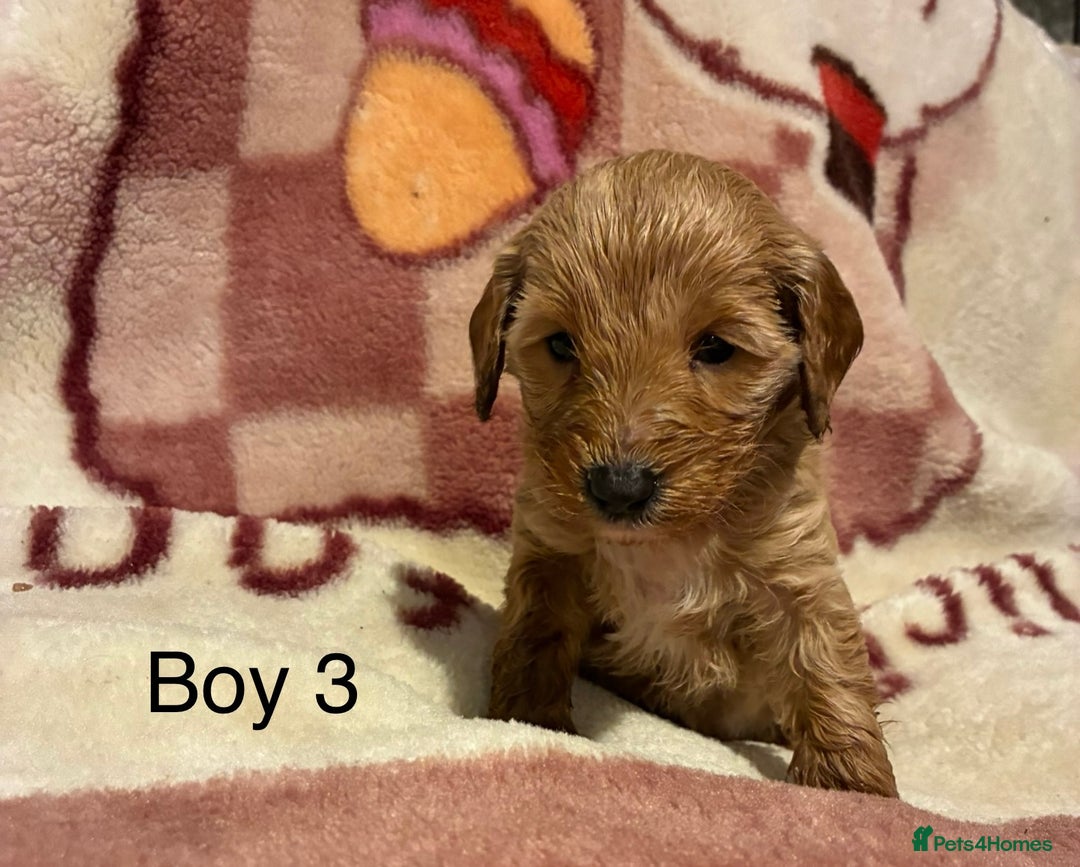 Cockapoo dogs for sale: Cockapoo puppy’s  - Advert 12