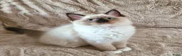 Ragdoll cats for sale: 2 Beautiful Ragdoll Kittens - Advert 15