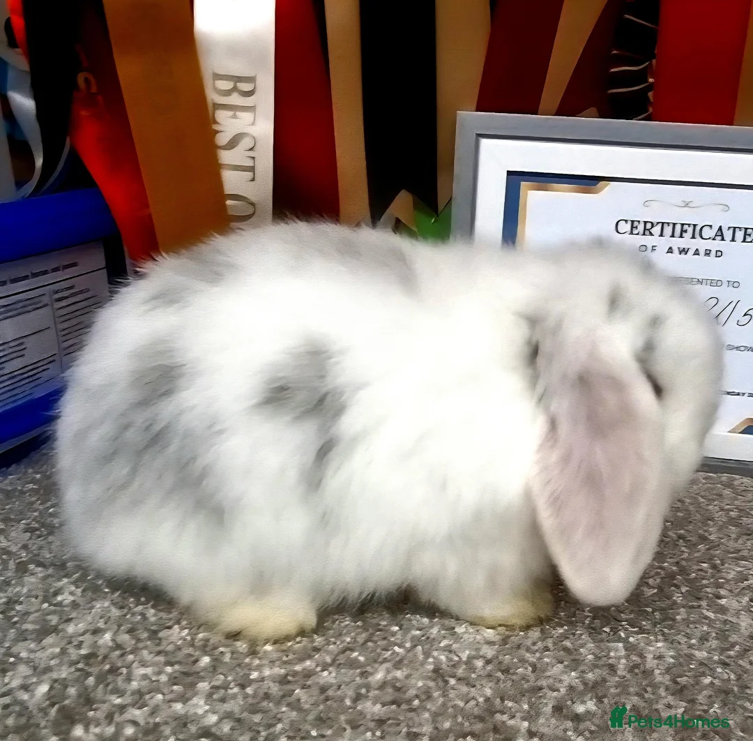 Mini Lop rabbits for sale: Gorgeous mini lop babies - Advert 5