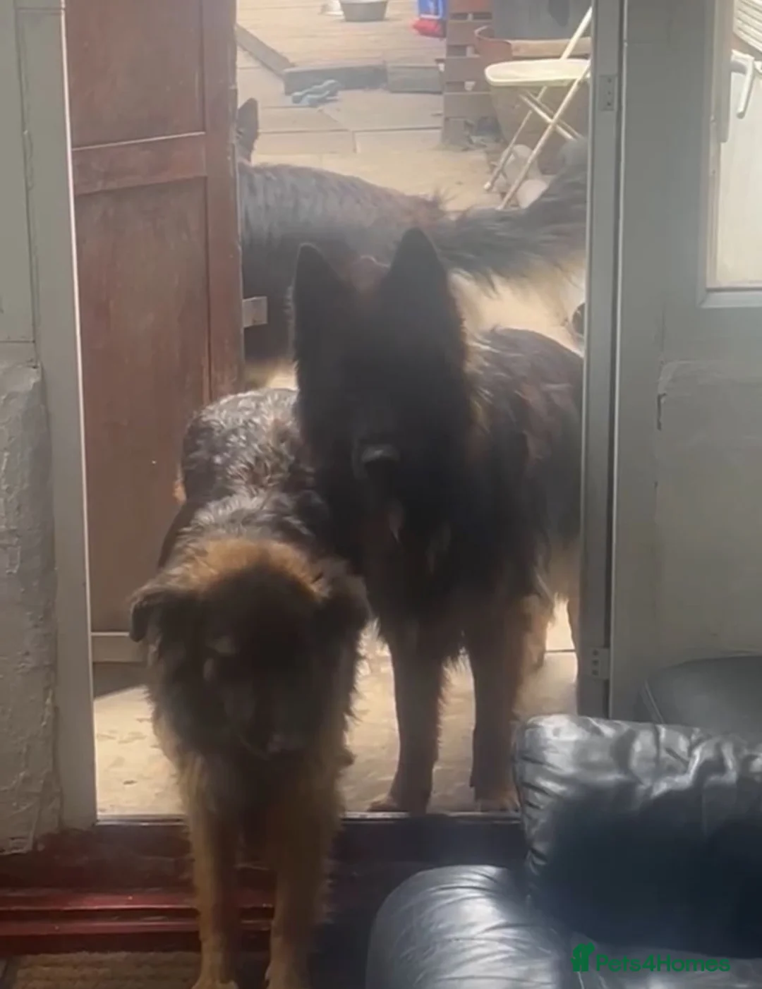 German Shepherd dogs for sale: German Shepherd puppies  - Advert 8