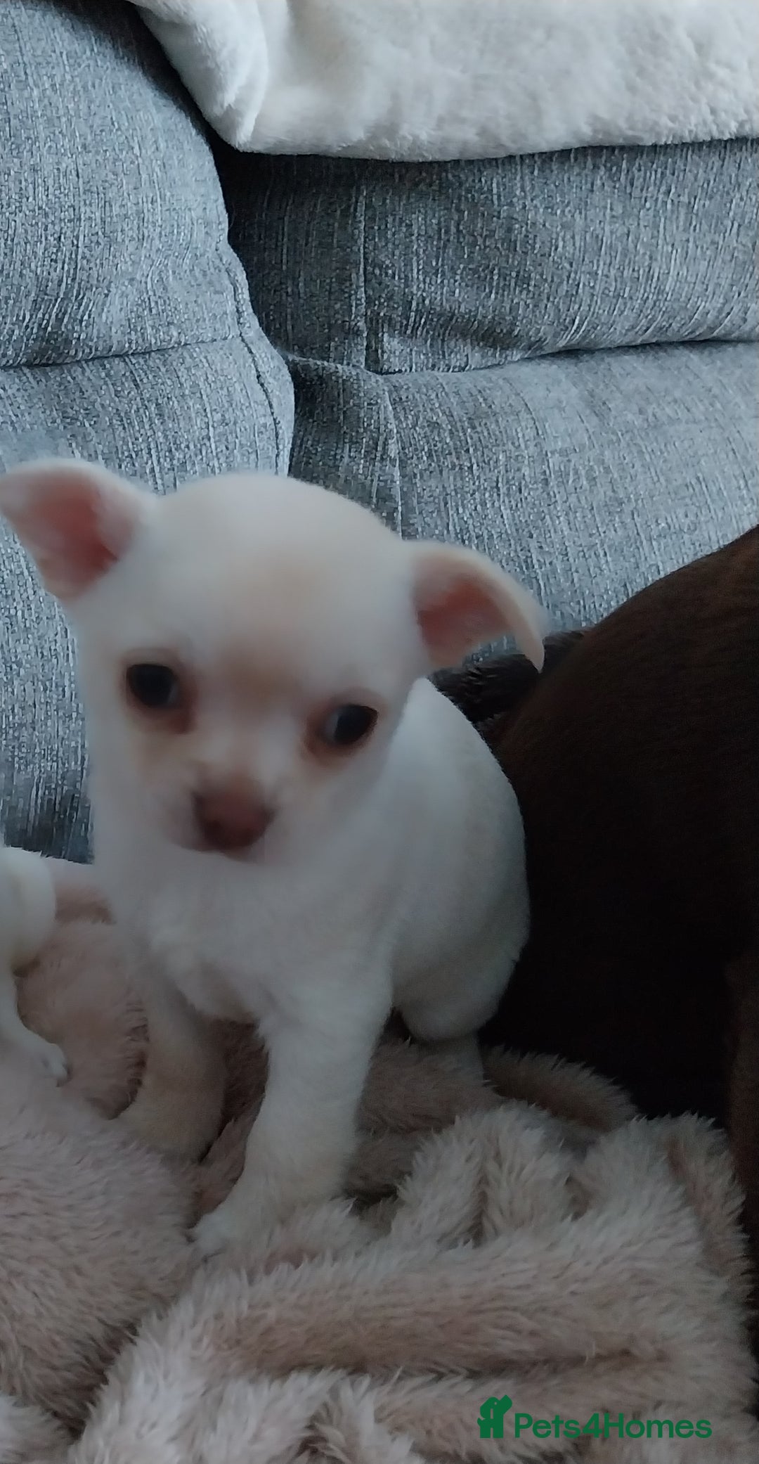 Chihuahua dogs for sale: Chihuahua puppies  - Advert 2