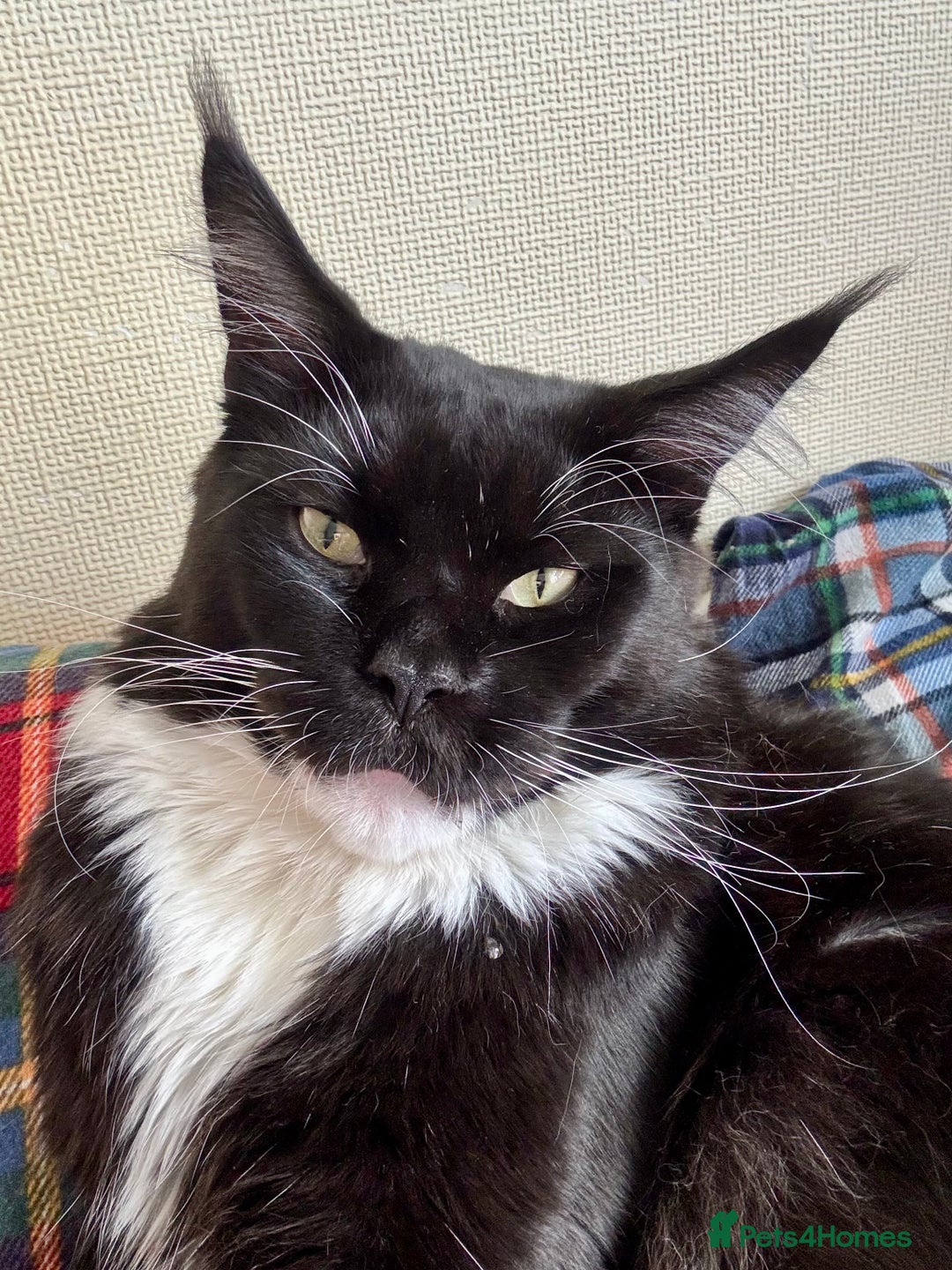 Maine Coon cats for sale: 2 amazing Maine Coon girls💞💞💞 - Image 25