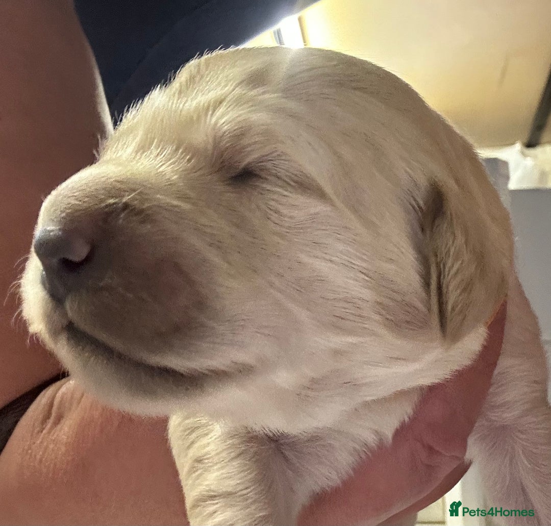 Golden Retriever dogs for sale: Two beautiful boy puppies available  - Image 2