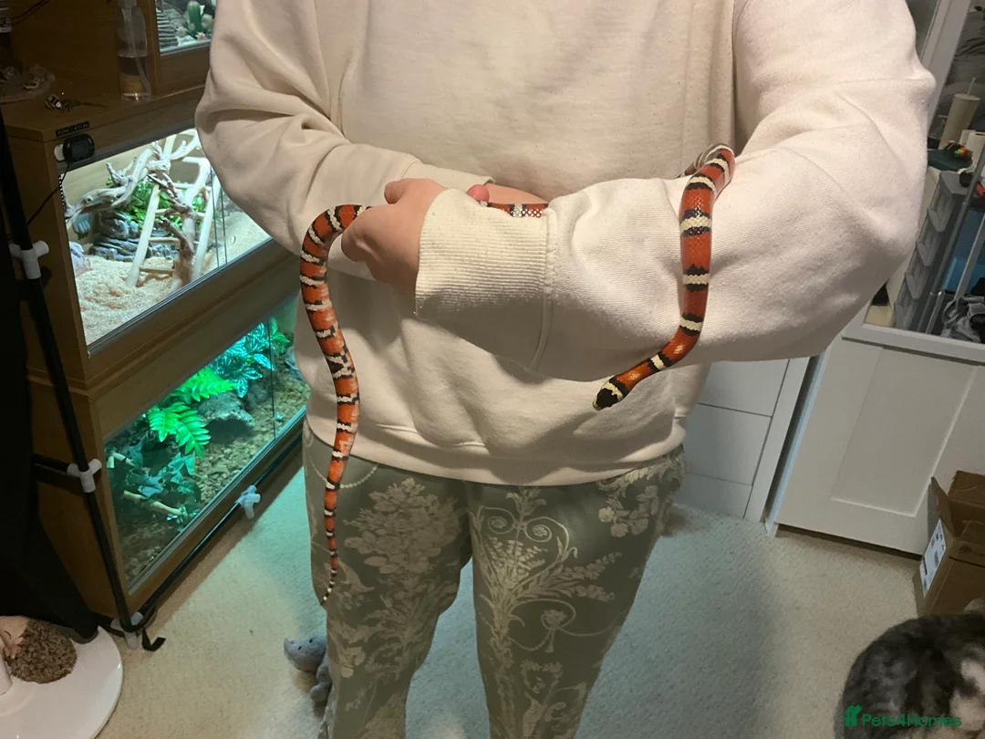 King Snake reptiles for sale: Arizona Mountain King Snake With Full Setup - Advert 3