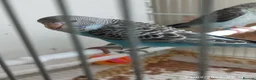 Budgerigars birds for sale: Budgies in London  - Advert 5