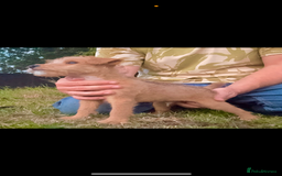 Lakeland Terrier dogs for sale: Quality Lakeland terrier pups  - Image 1