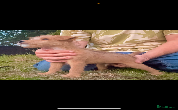 Lakeland Terrier dogs - Advert 1