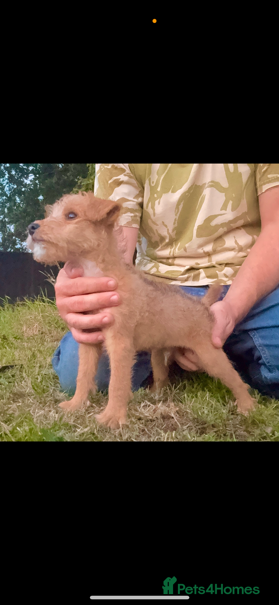 Lakeland Terrier dogs for sale: Quality Lakeland terrier pups  - Image 1