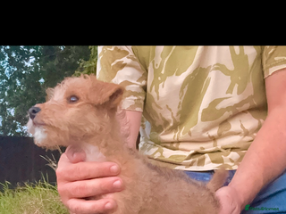 Lakeland Terrier dogs - Advert 8