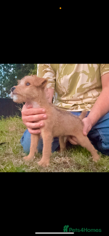 Lakeland Terrier dogs - Advert 1