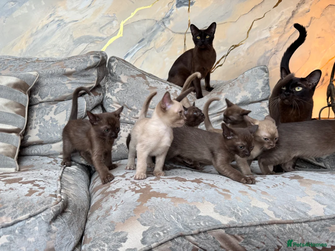 Burmese cats for sale: Eight beautiful Burmese kittens ready 11th May in Torquay - Advert 2