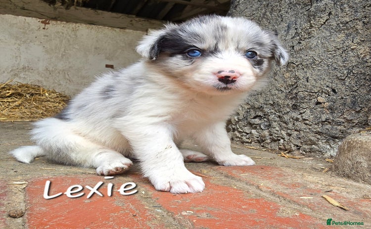 Border Collie dogs - Advert 6
