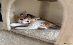 Mixed Breed cats for sale: 1/4 Maincoon dog friendly kittens - Image 19