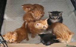 Maine Coon cats for sale: Maine Coone  - Image 22
