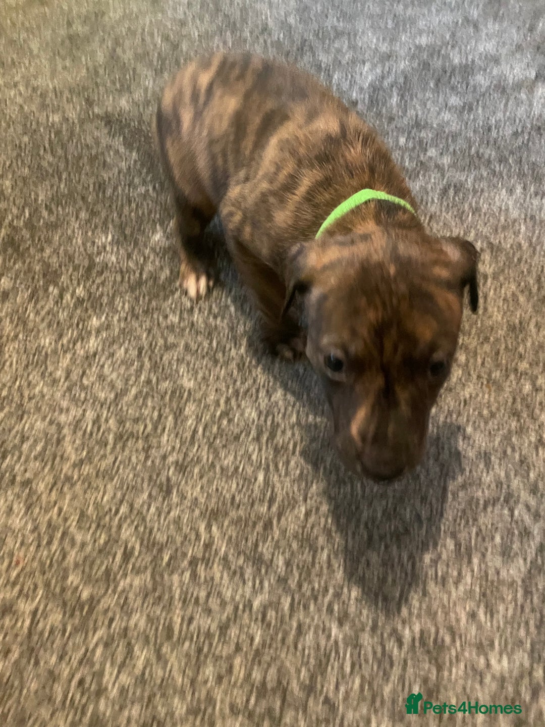 Lurcher dogs for sale: Greyhound/deerhound brindle lurchers - Advert 14