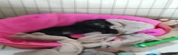 Cocker Spaniel dogs for sale: Cocker spaniel  in Runcorn - Advert 3