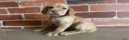 Cockerdor dogs for sale: Cockerdor puppies - Advert 12