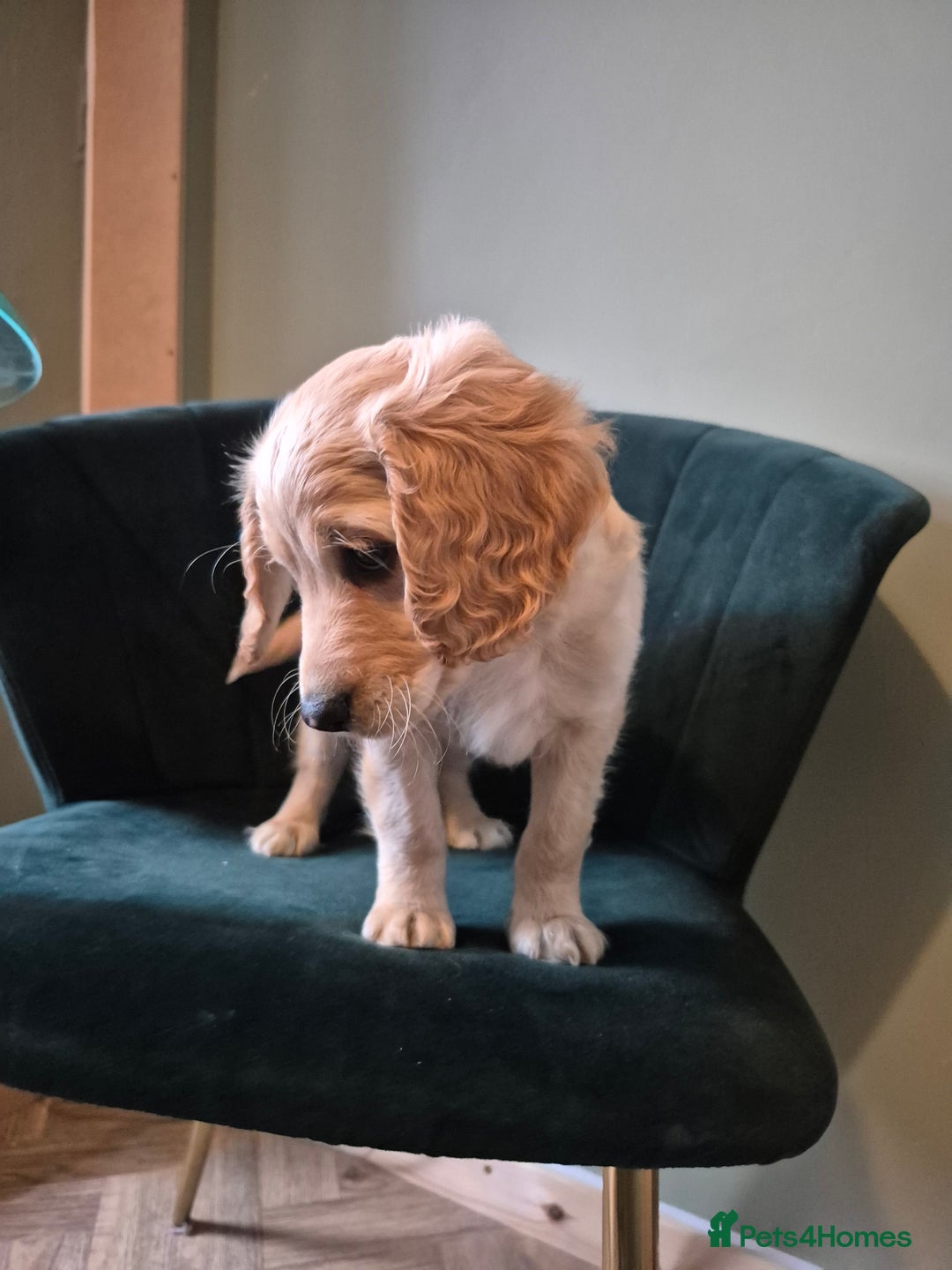 Cockapoo dogs for sale: Handsome Cockapoo Alpha Boy 8 weeks old  - Image 4