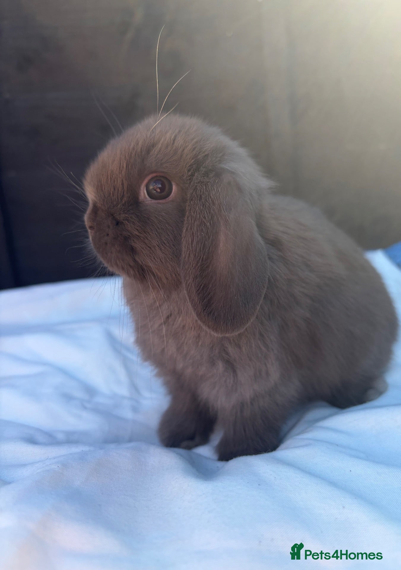 Mini Lop rabbits 2 beautiful mini lop bunnies 💞 - Advert 8