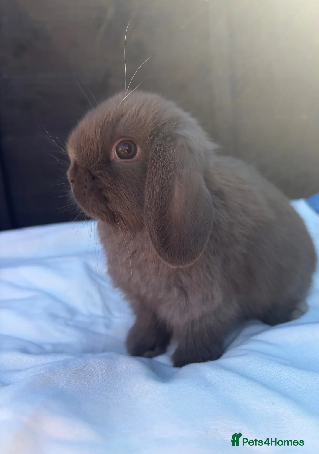 Mini Lop rabbits for sale: 2 beautiful mini lop bunnies 💞 - Advert 1