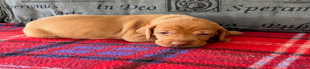 Hungarian Vizsla Puppy 6