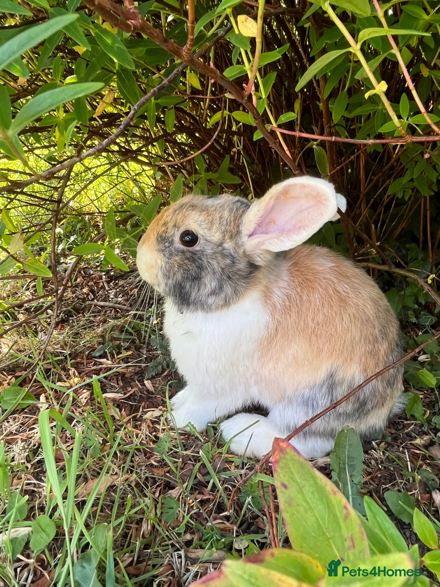 Mini Lop rabbits Gorgeous (7 Month Old) Mini Lop Mix Buck  - Advert 10