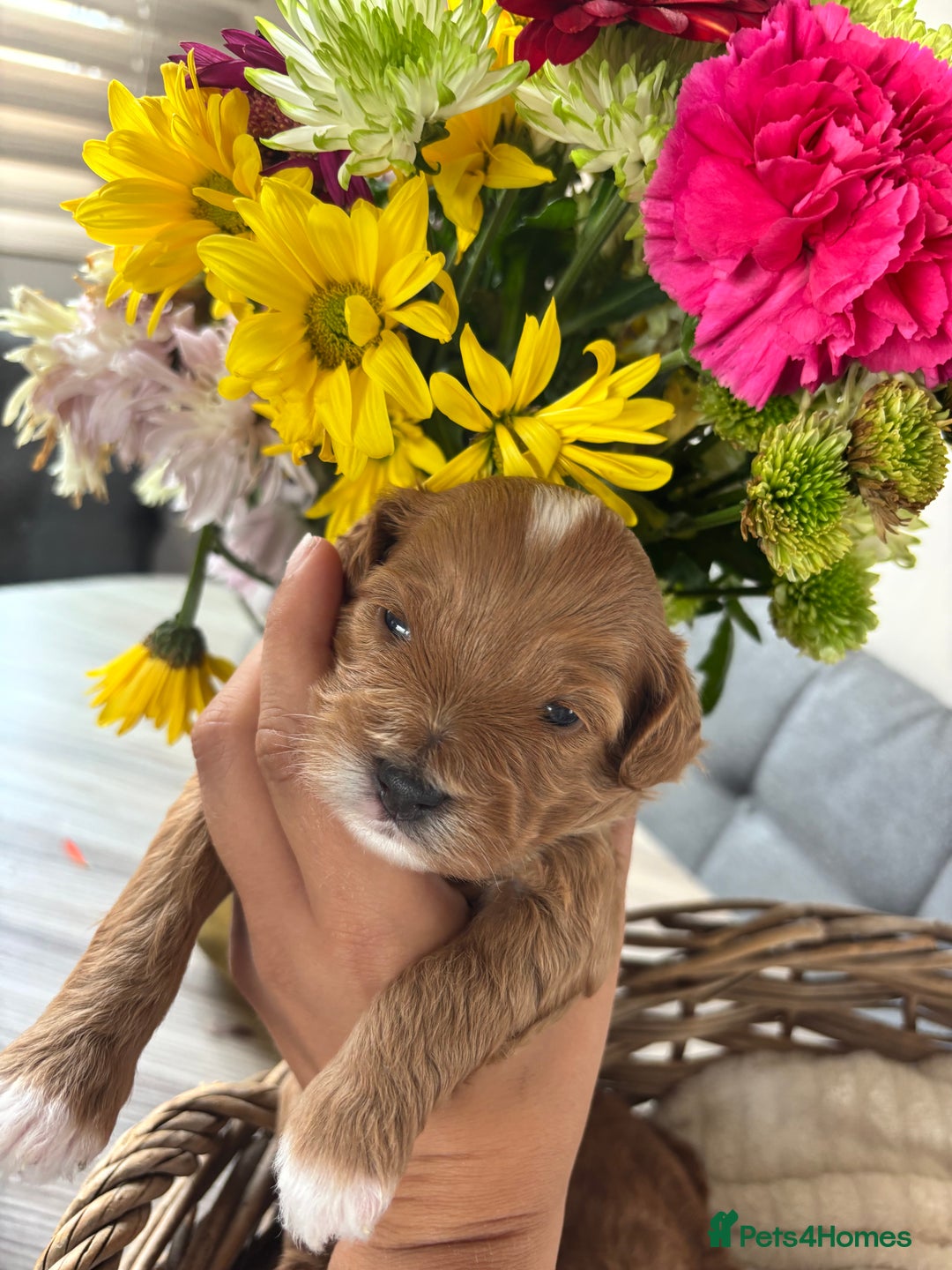 Maltipoo dogs for sale: 🐾 Adorable Maltipoo Puppies 🐾  - Image 14