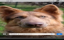 German Shepherd dogs for sale: Working KC GSD German shepherd puppies  - Image 38