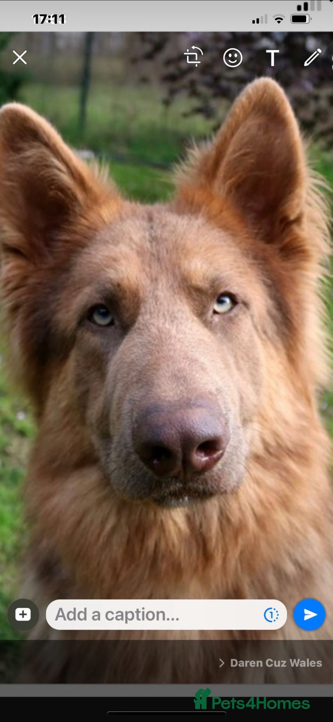 German Shepherd dogs for sale: Working KC GSD German shepherd puppies  - Image 38