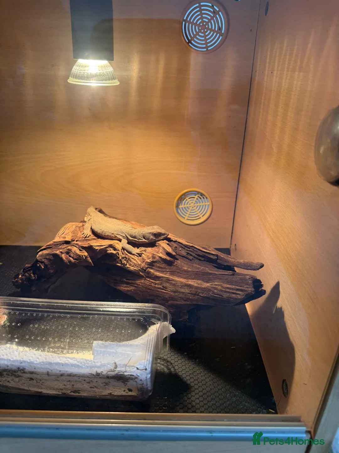 Monitor reptiles for sale: Juvenile monitor lizard  in Eastbourne - Advert 3