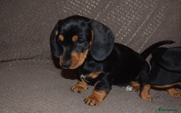 Dachshund dogs for sale: 3/4 MINIATURE SMOOTH DACHSHUND PUPPIES - Image 4