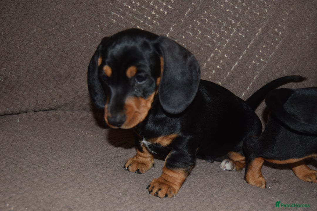 Dachshund dogs for sale: 3/4 MINIATURE SMOOTH DACHSHUND PUPPIES - Image 4