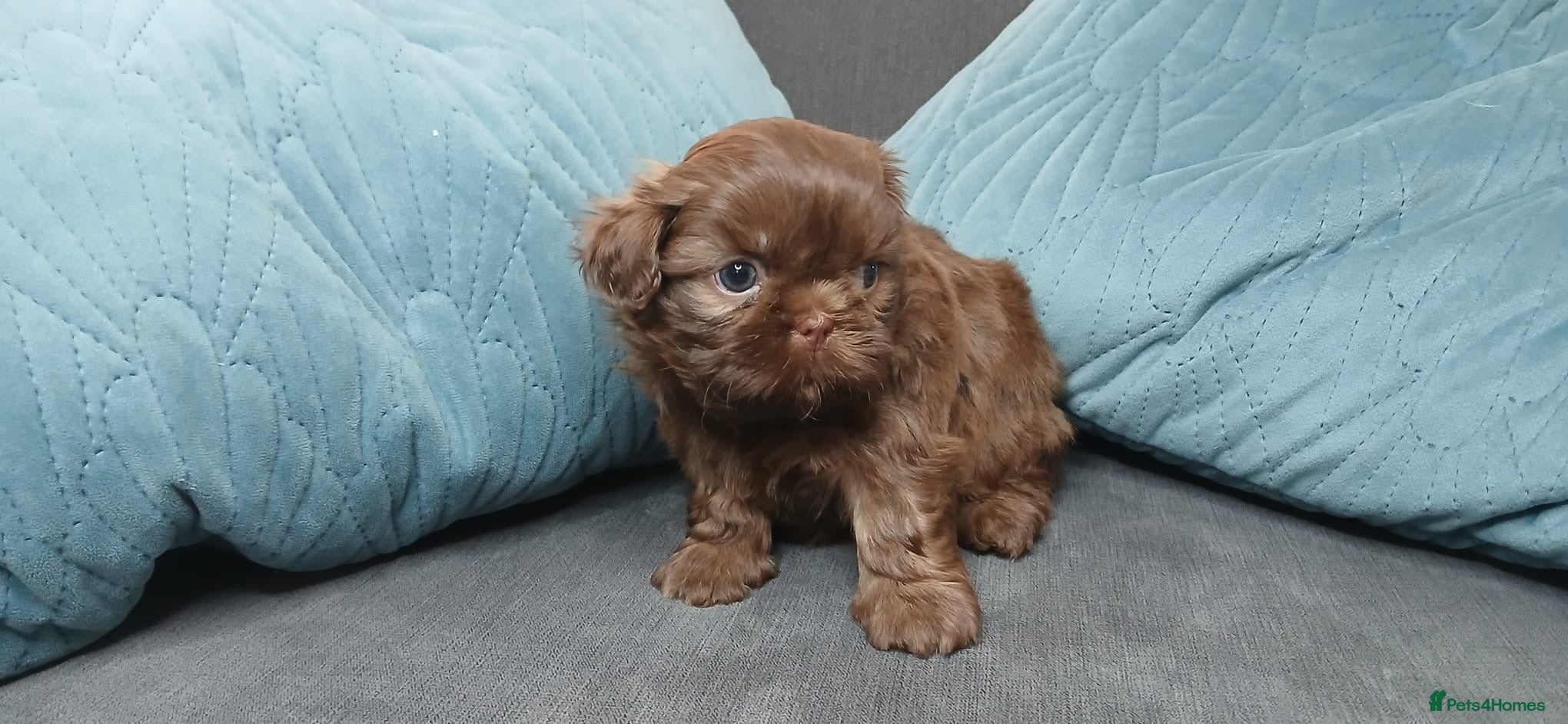 Shih Tzu dogs 2 TOP QUALITY BOYS GENUINE IMPERIALS - Advert 1