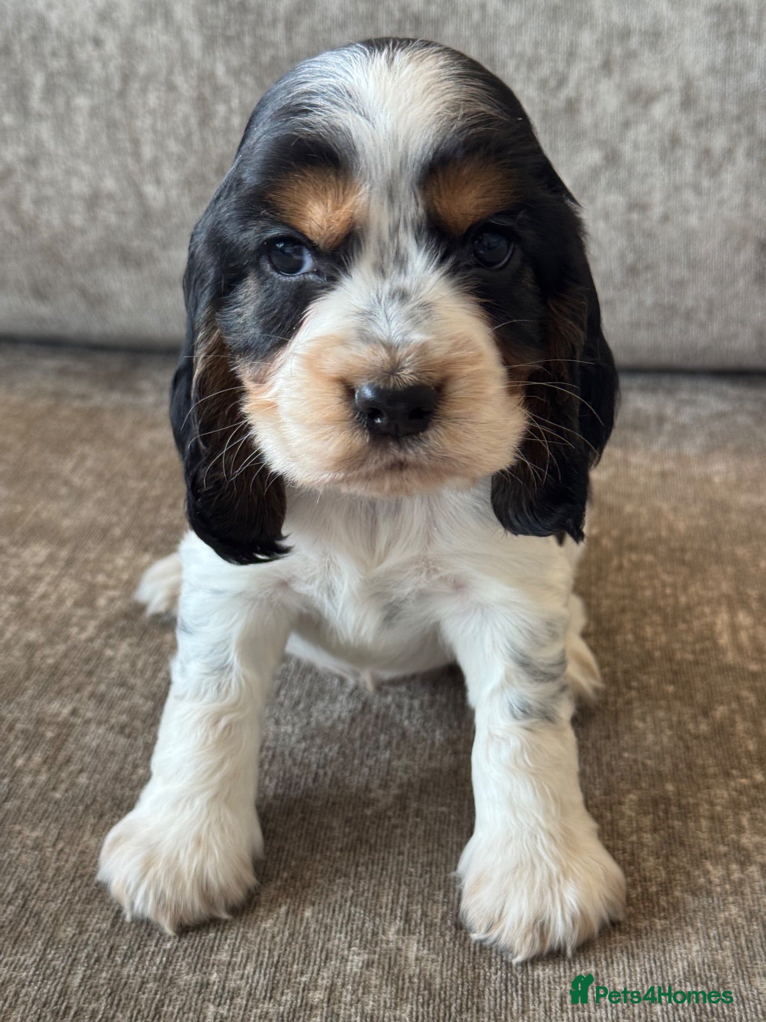 Cocker Spaniel dogs 🐶100% TRUE SHOW🐶TYPE KC REGISTERD🐶 - Advert 1