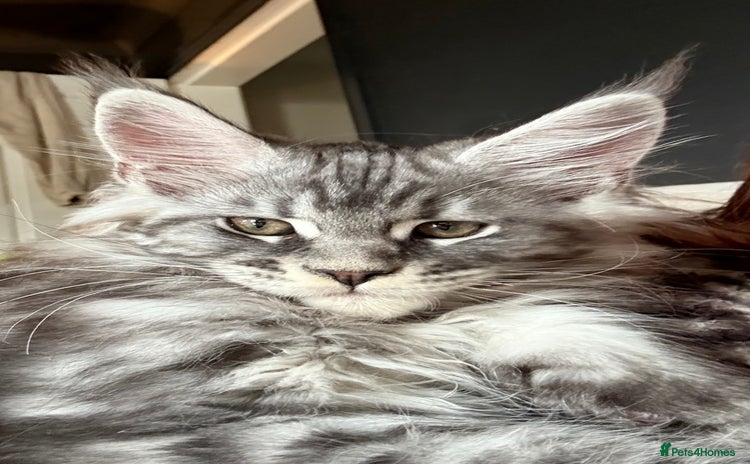 Maine Coon cats - Advert 2
