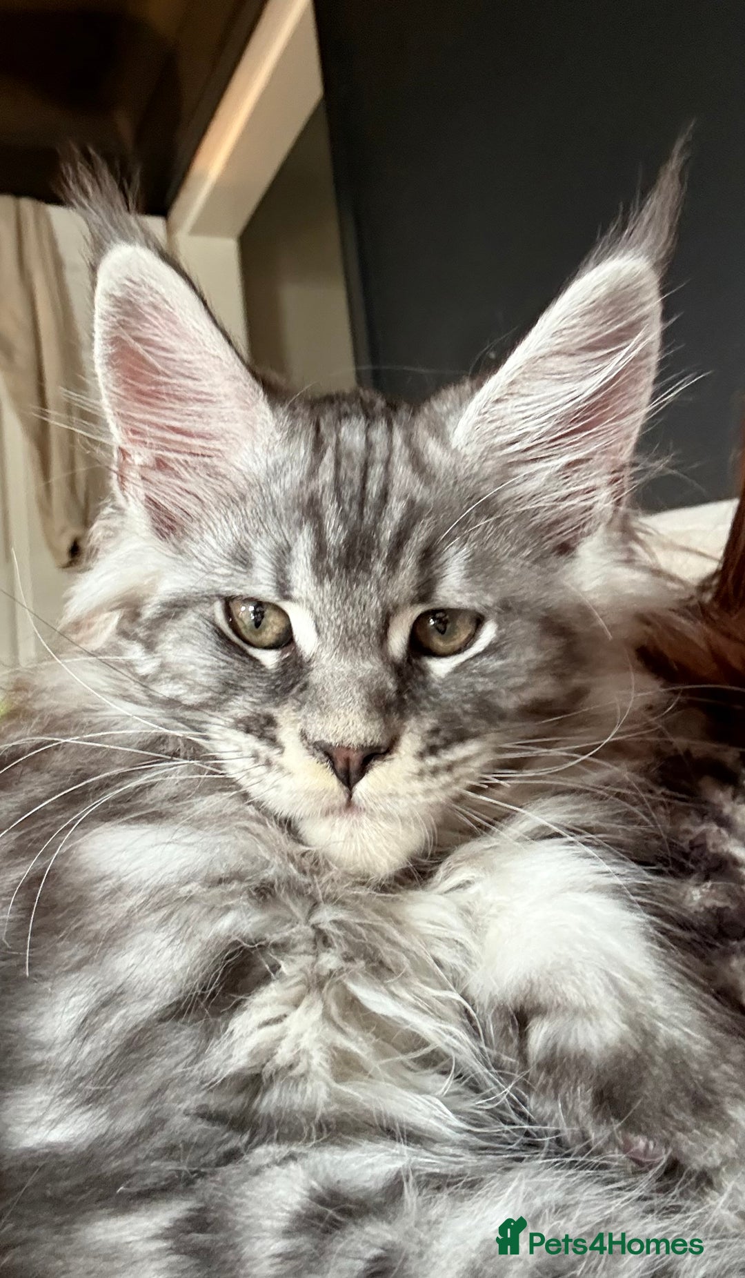 Maine Coon cats for sale: Tica registered Maine Coons from champion lines  - Image 3