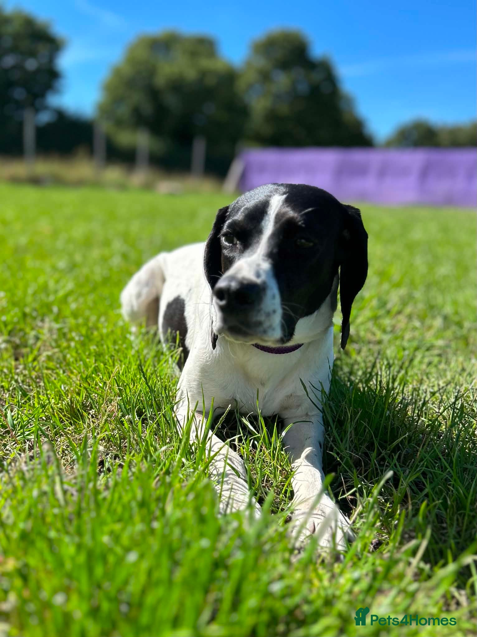 Mixed Breed dogs 🌟 Sally’s Confidence is Growing Every Day 🌟 - Advert 1