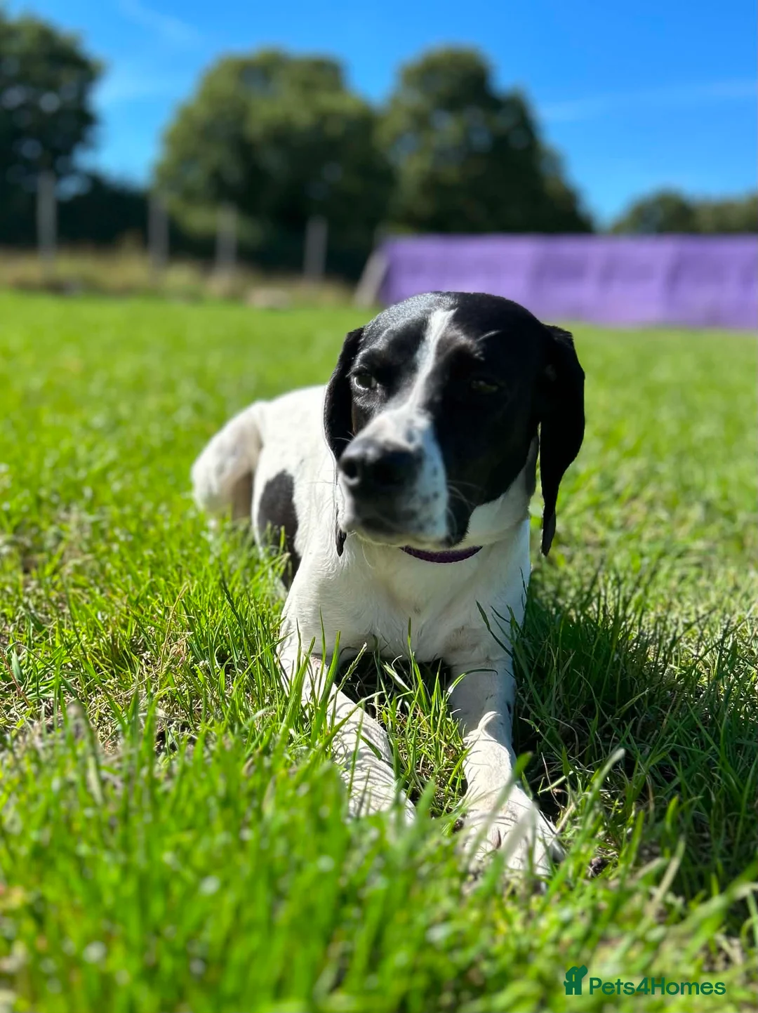 Mixed Breed dogs for adoption: 🌟 Sally’s Confidence is Growing Every Day 🌟 in Iver - Advert 1