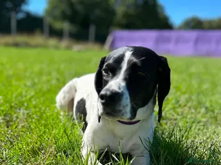 Mixed Breed dogs 🌟 Sally’s Confidence is Growing Every Day 🌟 - Advert 2