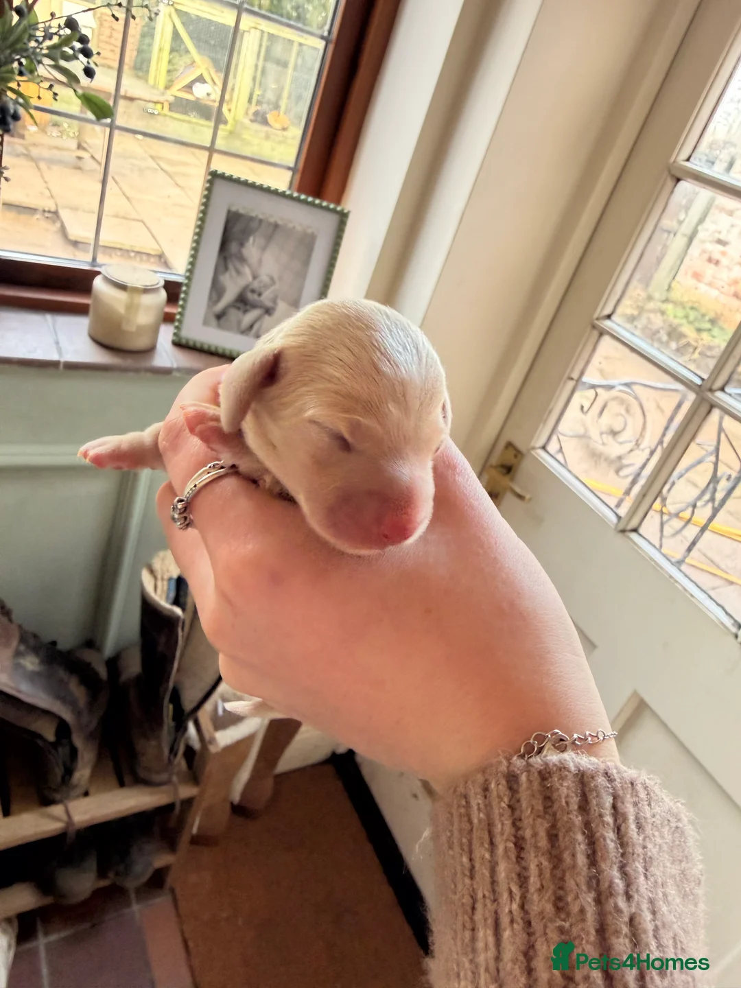 Miniature Dachshund dogs for sale: Exceptional mini dachshunds creams dapples  - Advert 7