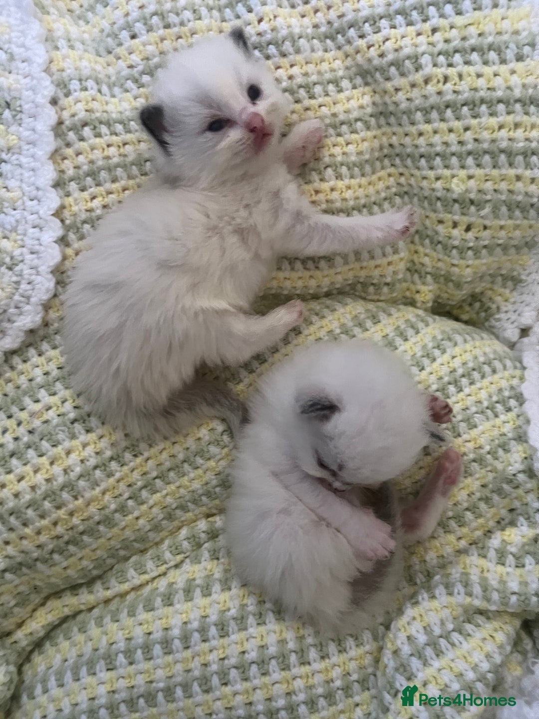 Ragdoll cats for sale: 🎀Beautiful Ragdoll kittens (TICA reg)🎀 - Image 3