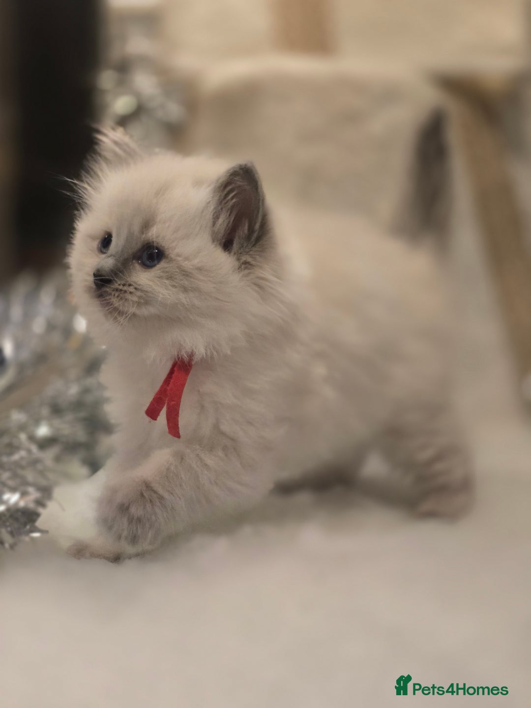 Ragdoll cats for sale: Precious GOOF Registered Ragdoll Kittens - 2 Girls - Advert 4