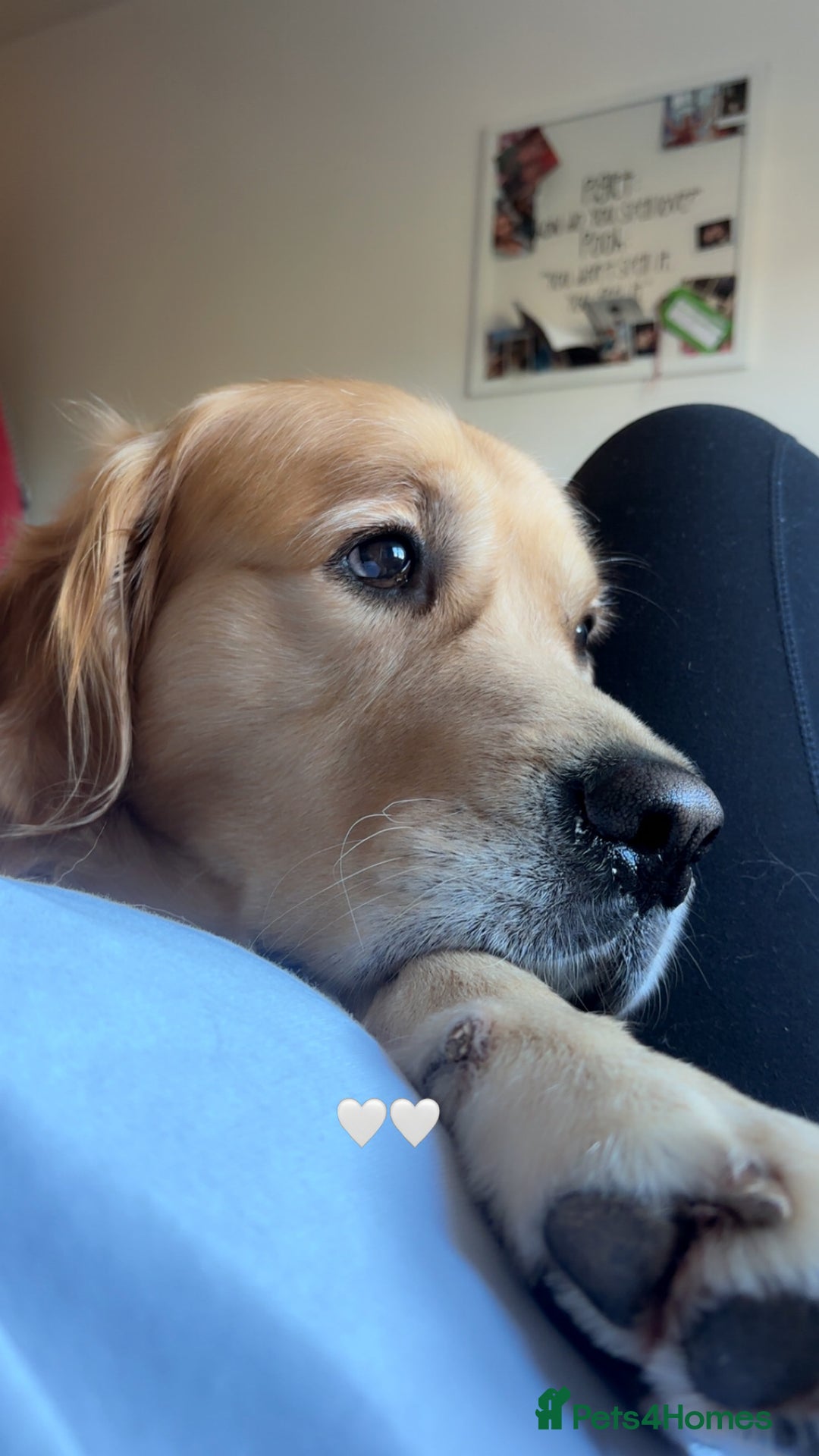 Golden Retriever dogs for stud: KC Registered Golden Retriever Stud - Advert 3