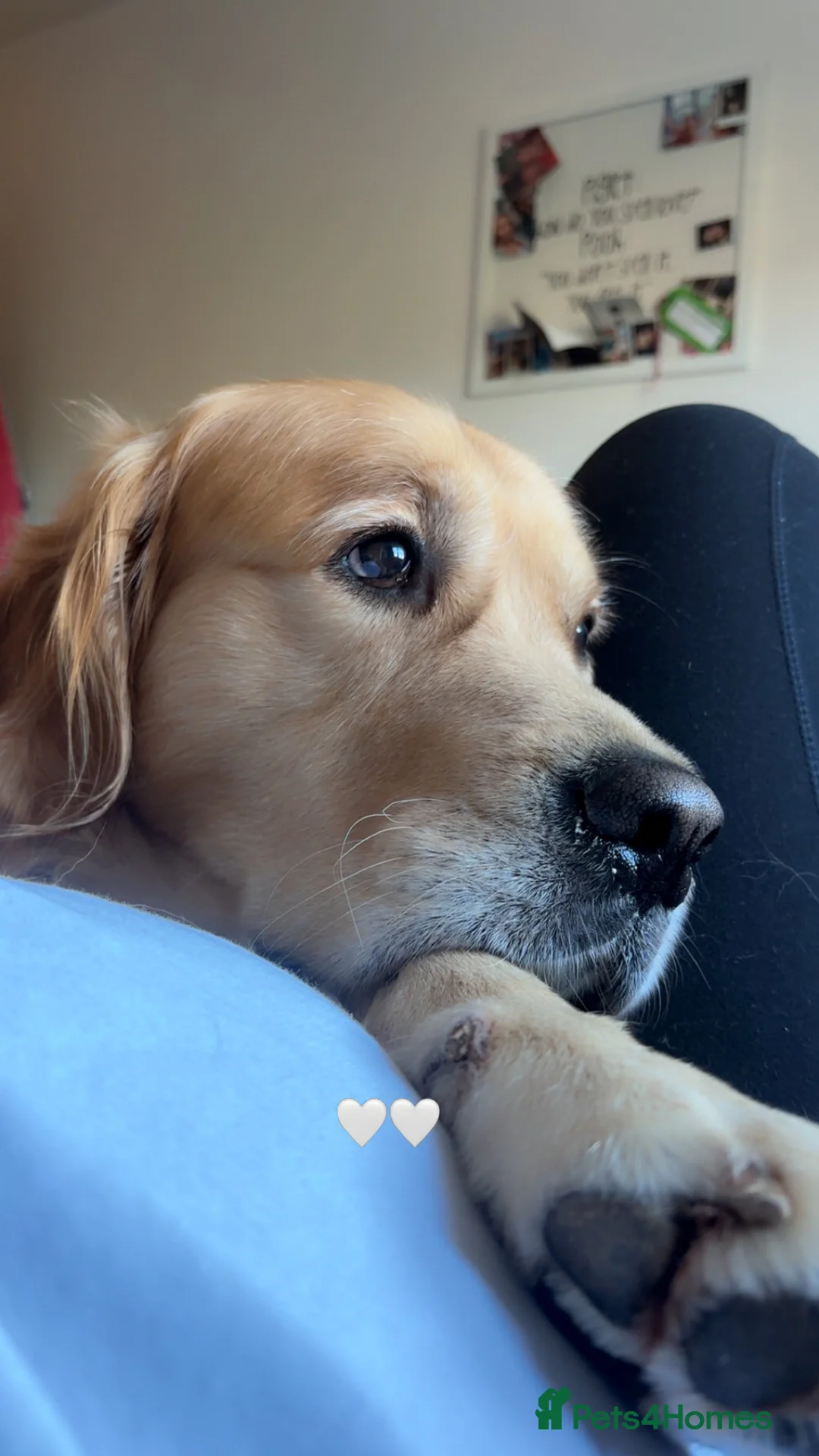 Golden Retriever dogs for stud: KC Registered Golden Retriever Stud - Advert 3